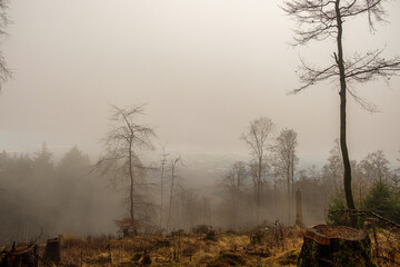 Foggy forest in November with a mysterious vibe near Frankfurt in Hessen, Germany