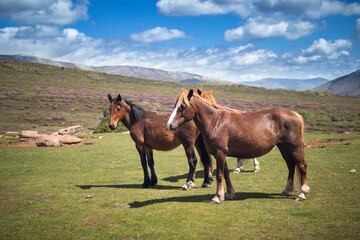 Obraz premium Several horses in semi-freedom in a landscape of the Palencia Mountain with green grass and flowering heather