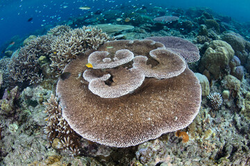 Naklejka na ściany i meble A coral reef composed of a wide variety of reef-building corals grows in the Solomon Islands. This beautiful country is home to spectacular marine biodiversity and many historic WWII sites.