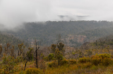Photograph of bushfire affected trees in the Blue Mountains