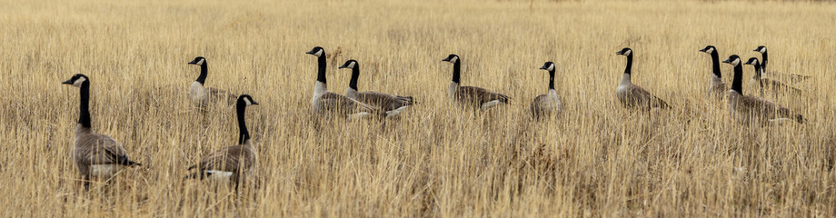 Geese resting in the grass in the winter city park in Aurora, Colorado © Faina Gurevich