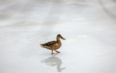 Ducks rest on a frozen pond in the winter city park in Aurora, Colorado