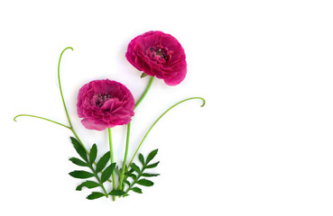 Pink flowers buttercups on a white background with space for text. Top view, flat lay