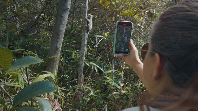Woman takes picture on the monkey in a forest. Young woman films Goeldi's marmoset or Goeldi's monkey in the Brazilian jungles