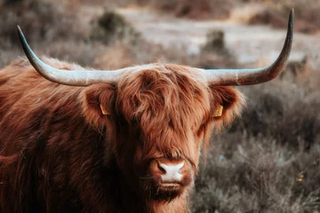 Foto op Canvas scottish highland cow © Jeroen
