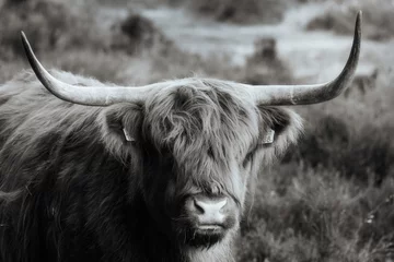Papier Peint photo Highlander écossais scottish highland cow