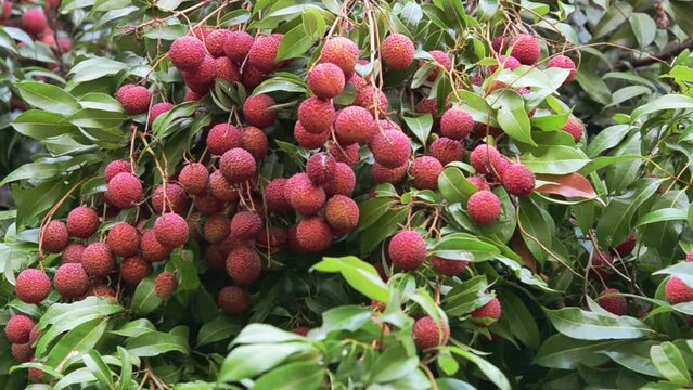fresh lychee on tree in lychee orchard