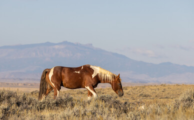 Wild Horse in Autumn in the Wyomign Desert