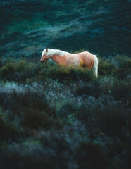 horse