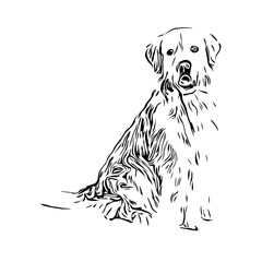 black and white drawing sketch of a dog with a transparent background for learning to color