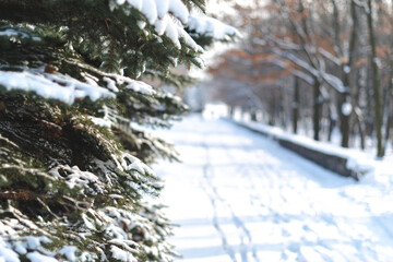 Winter landscape in a snowy park on a cloudy day