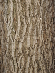 bark of a tree