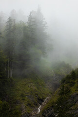 misty morning in the forest