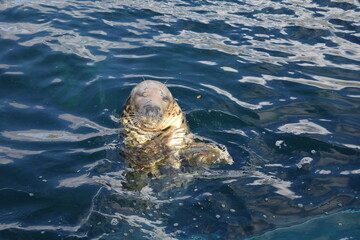 Dog seal in the North Sea Oceanarium in Hirtshals; Denmark; North Jutland