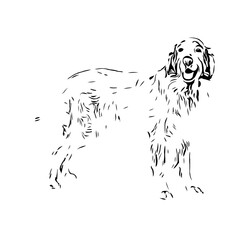 black and white drawing sketch of a dog with a transparent background for learning to color