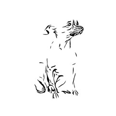 black and white drawing sketch of a dog with a transparent background for learning to color