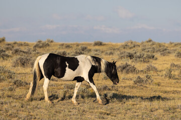 Wild Horse in Autumn in the Wyomign Desert