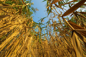 Schilfrohr, Blick von unten druch das Ried