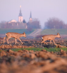 Two deers walking in the sunset.Novi Becej