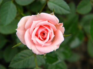 Rose flower in full bloom