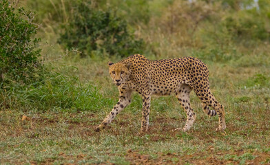Cheetah (Acinonyx jubatus) is an interesting member of the feline family and is known for its fast running.