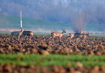 Deers moving in the fields at dusk.