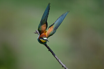 The bee-eater rushes in pursuit of the prey.