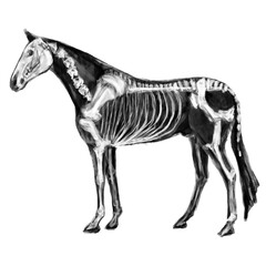 horse skeleton anatomy black illustration  © Виктория Литовская