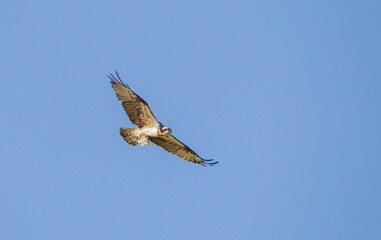The osprey (Pandion haliaetus) also called sea hawk, river hawk, and fish hawk is a diurnal, fish-eating bird of prey with a cosmopolitan range.