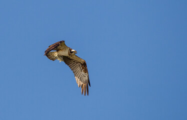 The osprey (Pandion haliaetus) also called sea hawk, river hawk, and fish hawk is a diurnal, fish-eating bird of prey with a cosmopolitan range.