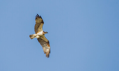 The osprey (Pandion haliaetus) also called sea hawk, river hawk, and fish hawk is a diurnal, fish-eating bird of prey with a cosmopolitan range.