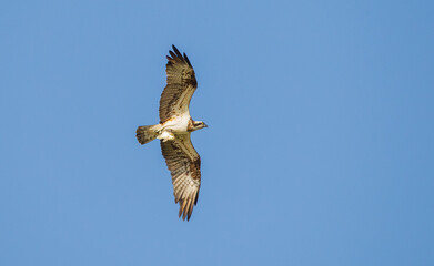 The osprey (Pandion haliaetus) also called sea hawk, river hawk, and fish hawk is a diurnal,...