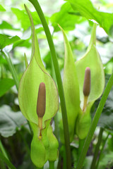 Arum besserianum blooms in the forest in spring.