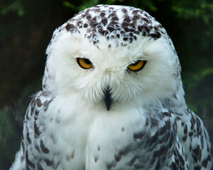 Fototapeta na wymiar The snowy owl looks angry (Bubo scandiacus)