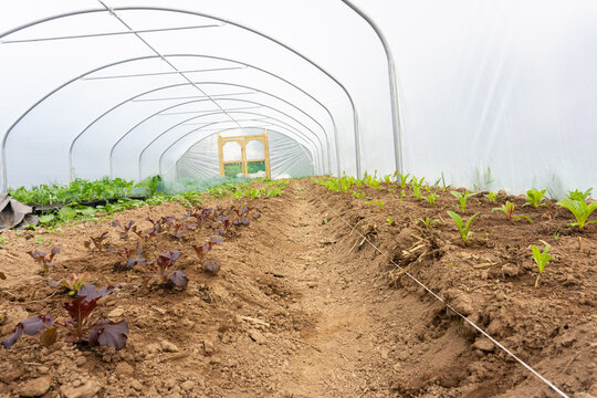 poly-tunnel springtime planting of salad crop, organic growing no carbon footprint, using natural compost, laid in beds laid out with line visible.