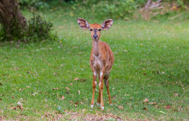 Nyala (Tragelaphus angasii) is an important antelope species in Africa. They live heavily in the İSimangaliso wetland park.