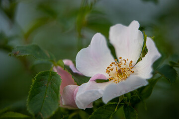 Delicate wild rose petals