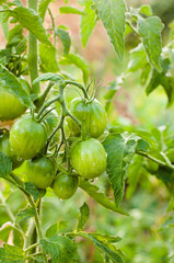 Growing the tomatoes.