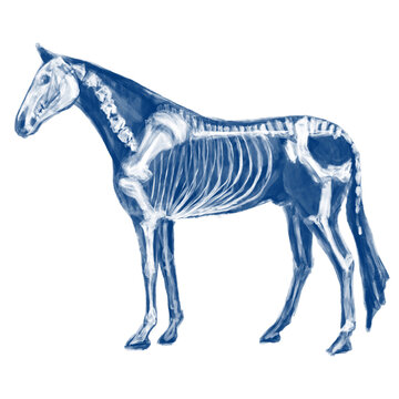 horse skeleton anatomy blue illustration 