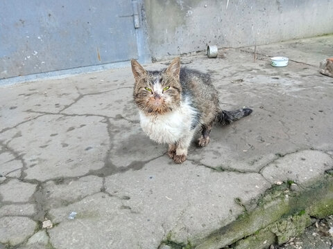 Stray cat is in distressed state, in desperate situation. Winter, January. Portrait of an unfortunate stray animal. Topic: stray pets, defencelessness of homeless animals, shelter for homeless animal