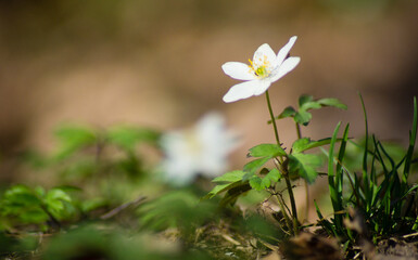 Spring and wood anemone