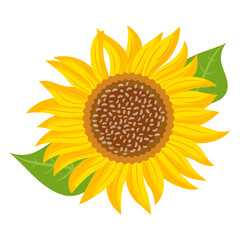 Helianthus 