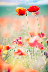 Fototapeta na wymiar Red wild poppies in the field.