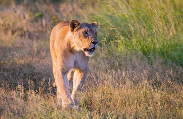 In Wild Africa Savannha, the lion approaches the hunt on foot.