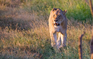 In Wild Africa Savannha, the lion approaches the hunt on foot.