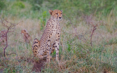 Cheetah (Acinonyx jubatus) is an interesting member of the feline family and is known for its fast running.