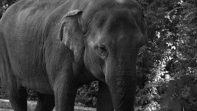 Asian elephant (Elephas maximus) in its enclosure of a zoo that waves its ears