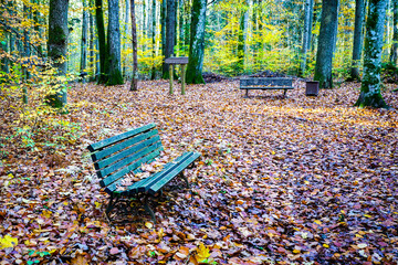 A green vintage style wooden bench in autumn in a park covered with fallen tree leaves