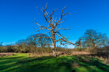 A view of a dead tree in Hazel Wood in Corby, Northampton, UK on a bright winters day