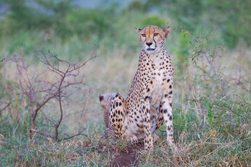Cheetah (Acinonyx jubatus) is an interesting member of the feline family and is known for its fast running.